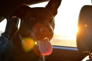 If you're driving to your new home, make sure to take frequent stops for Rover to stretch his legs.