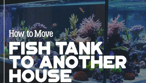 moving-fish-tank