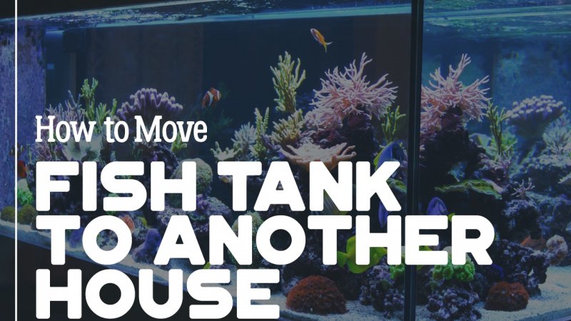 moving-fish-tank