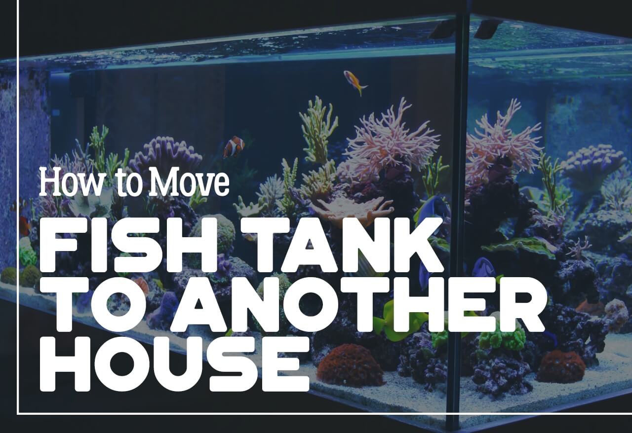 How to Move a Fish Tank to Another House