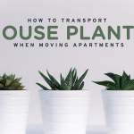 moving-house-plants