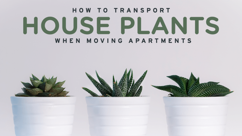 moving-house-plants